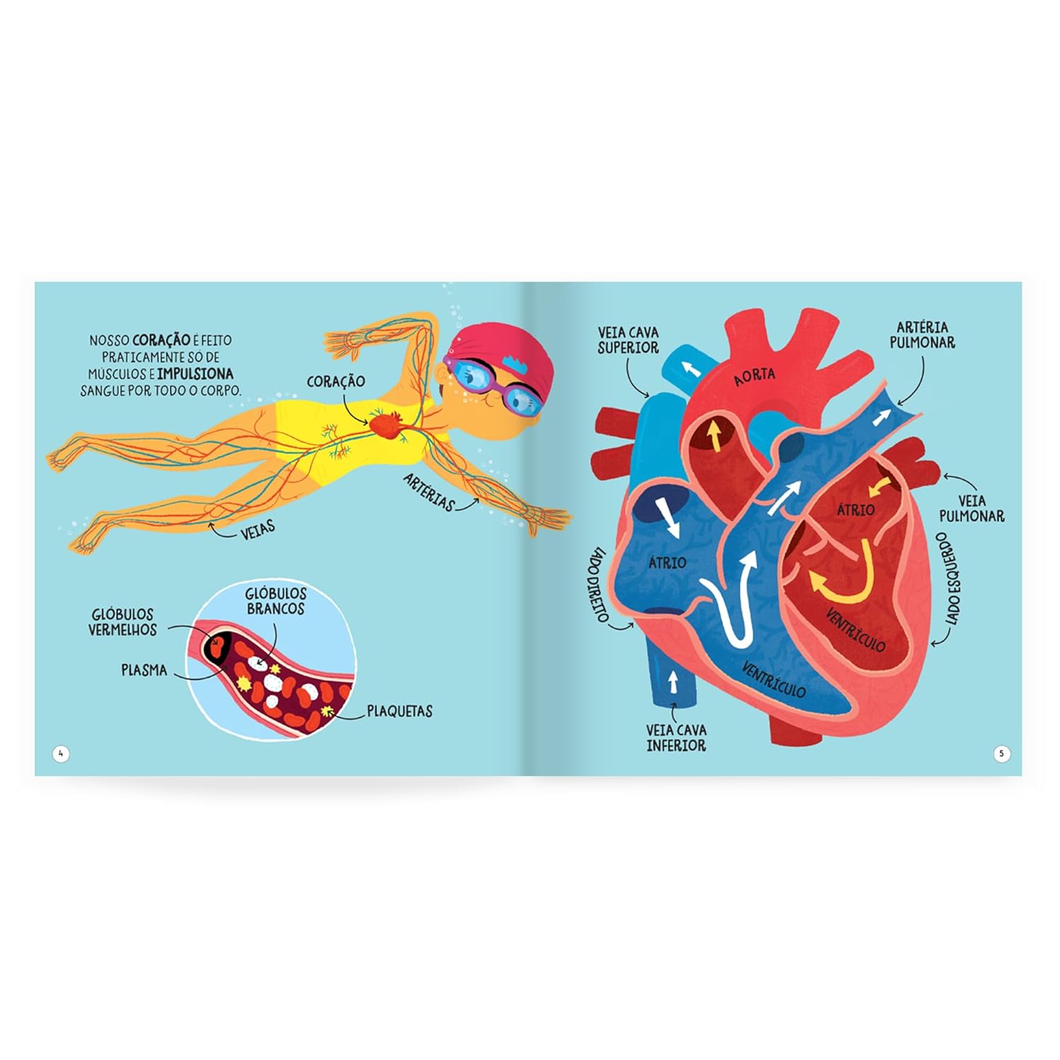 Pequenos Curiosos - O Corpo Humano - Imagem 3